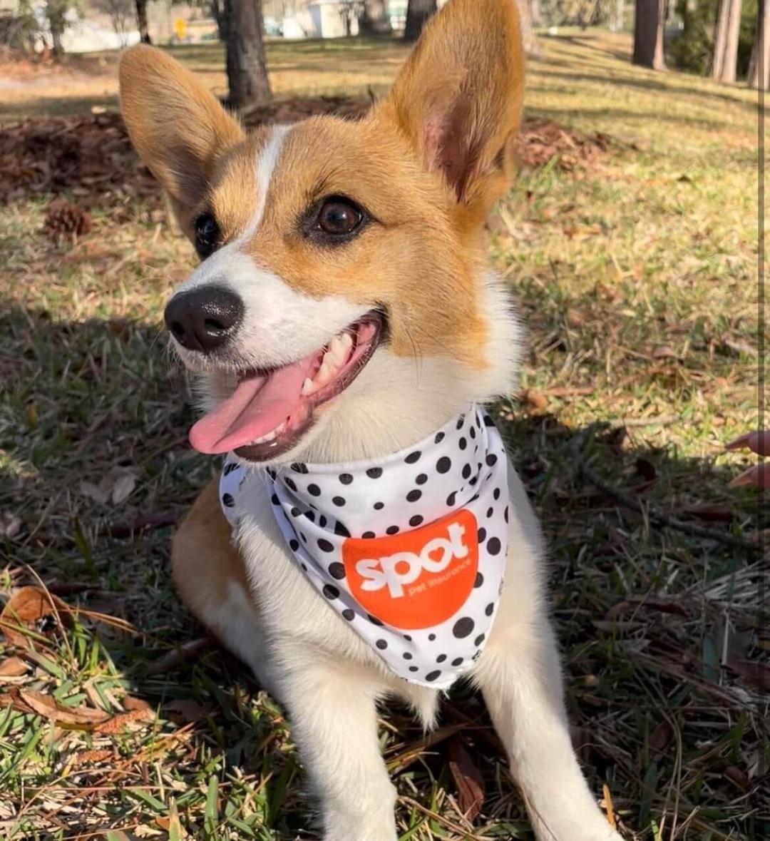 500 Most Popular Boy Dog Names for 2025 Spot Pet Insurance Canada