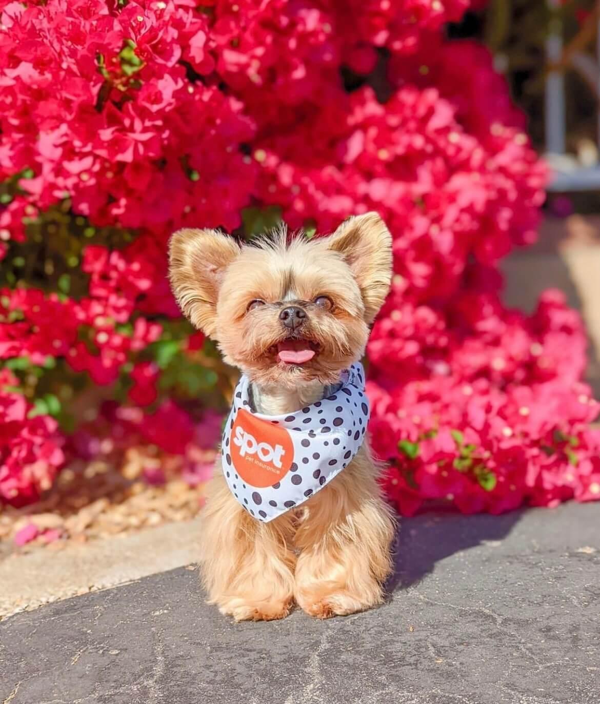 Best Pet Insurance For Dogs Cats Spot Pet Insurance Canada