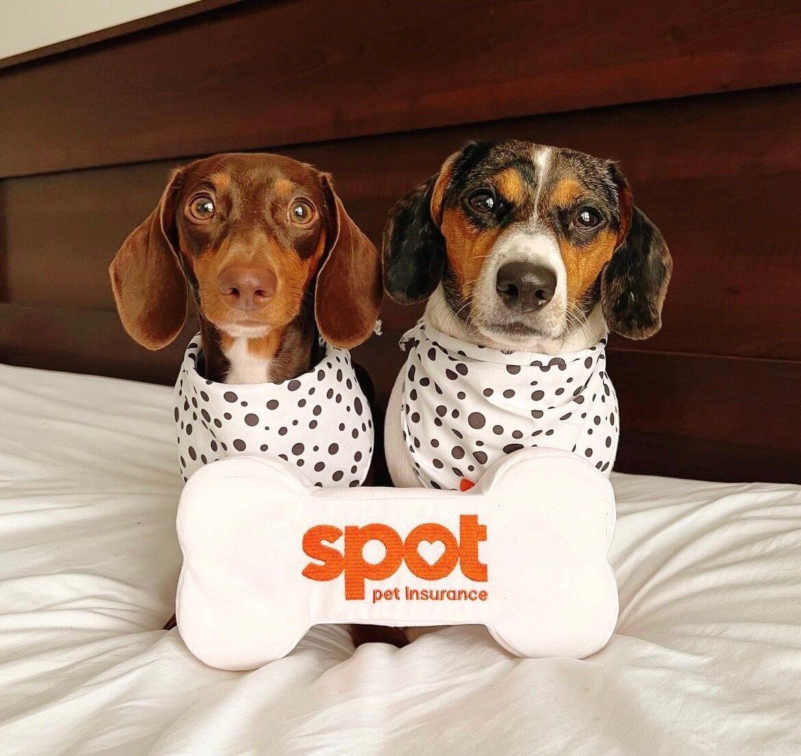 500 Most Popular Boy Dog Names for 2025 Spot Pet Insurance Canada