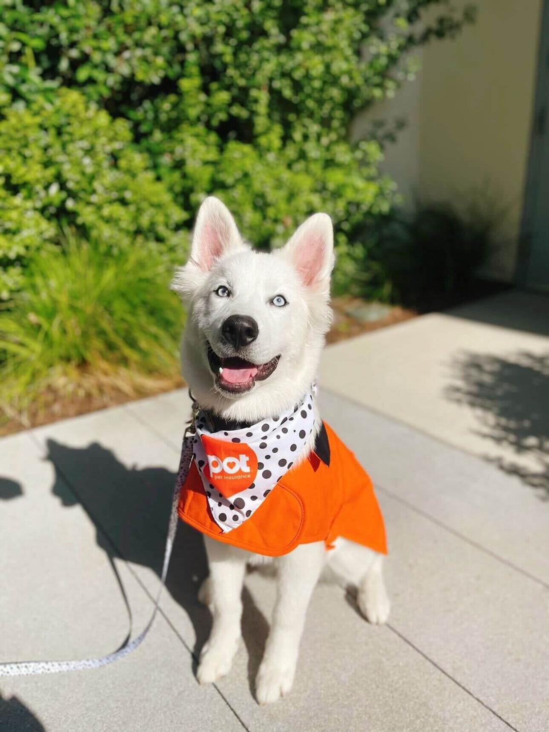 Argentine Dogo: Everything You Need To Know 2025 Spot Pet Insurance