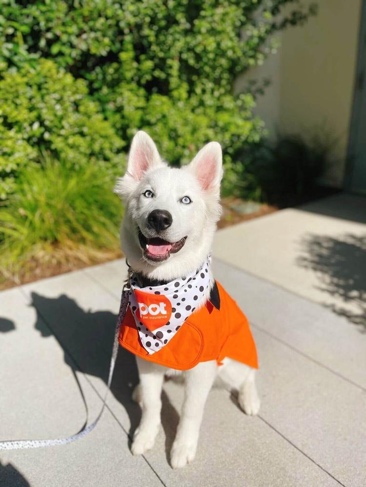 Spot Offers The Best Pet Insurance Plans For Dogs In Canada Spot Pet