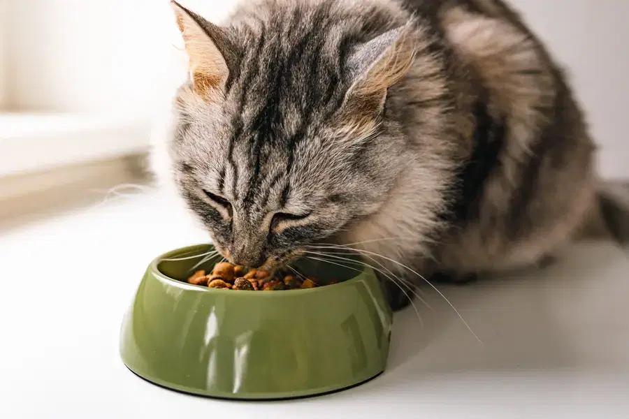 A gray and black tabby cat is eating from a green bowl.