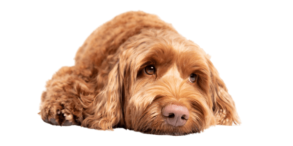 A brown fluffy dog lies down looking upward.