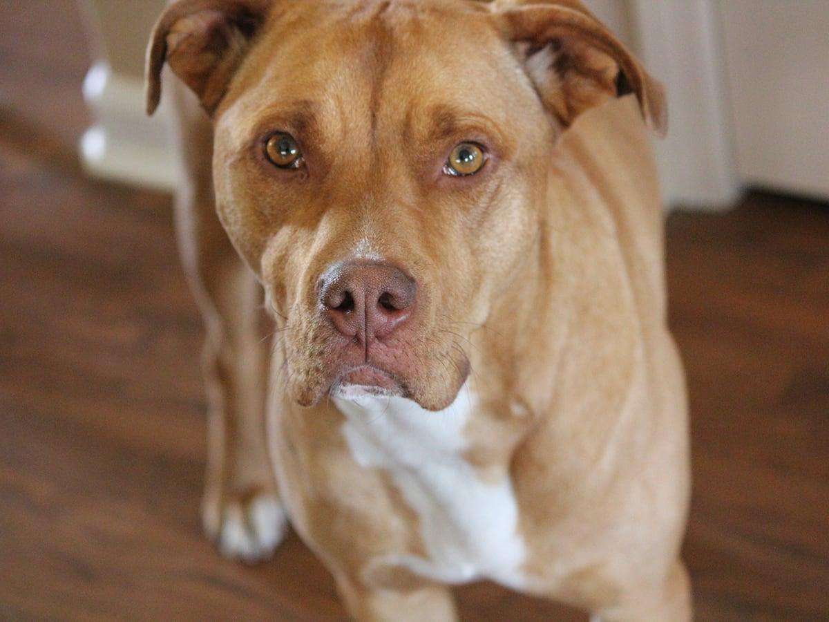 A brown dog with a white chest stands on a wooden floor looking up.