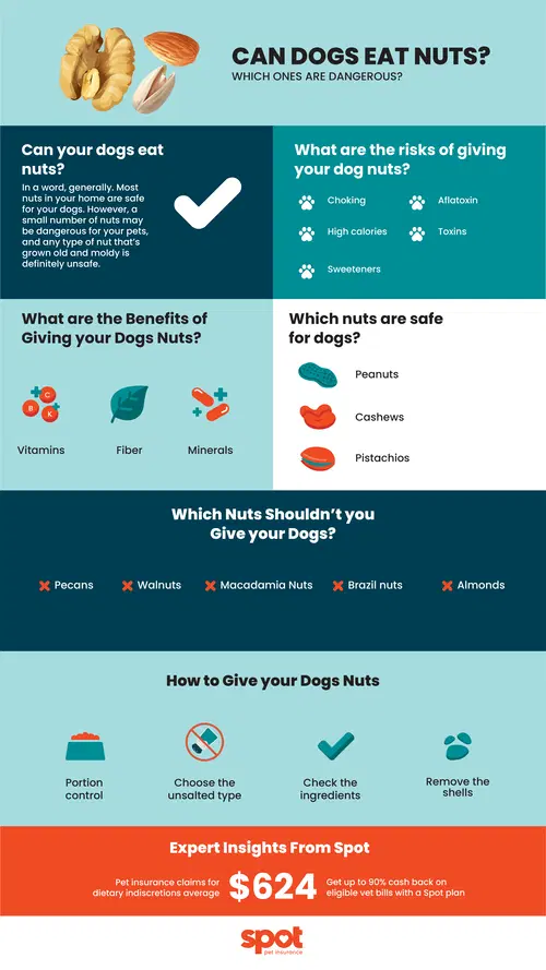 graphic detailing the pros and cons of dogs eating nuts