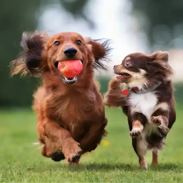 A brown dog carries a red ball in its mouth on a grassy field.