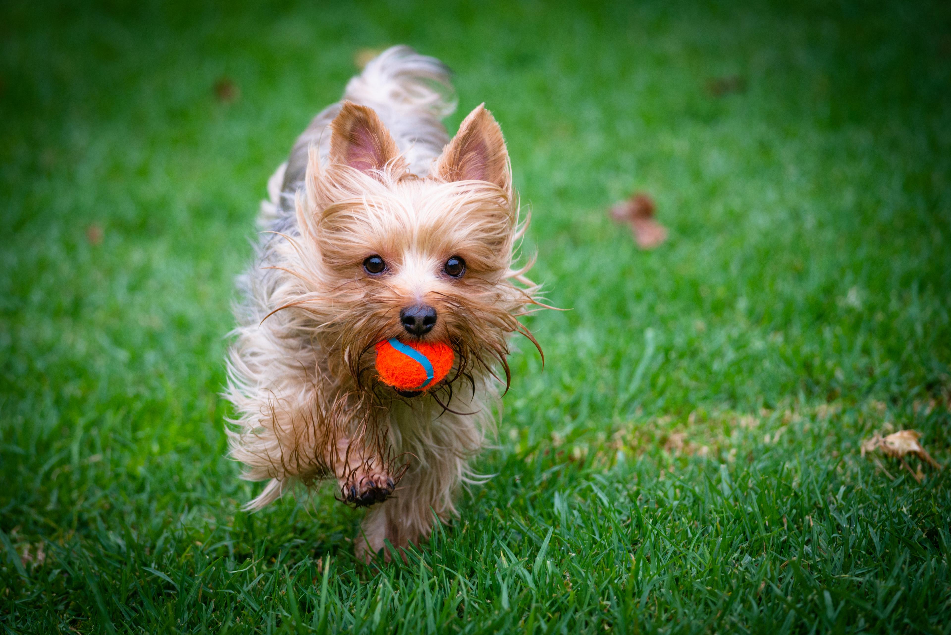 Photo Detailing a Yorkie Playing with a Ball