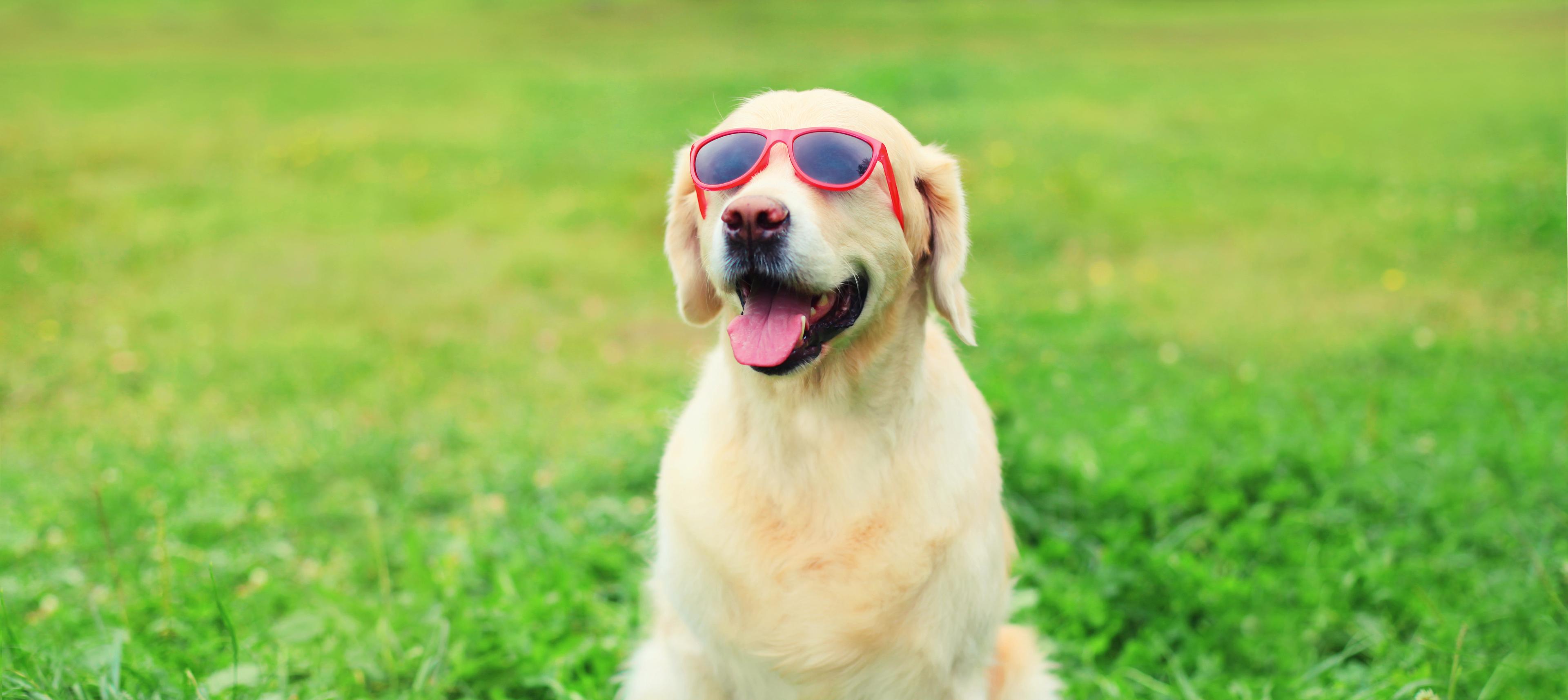 Photo of a golden retriever wearing sunglasses