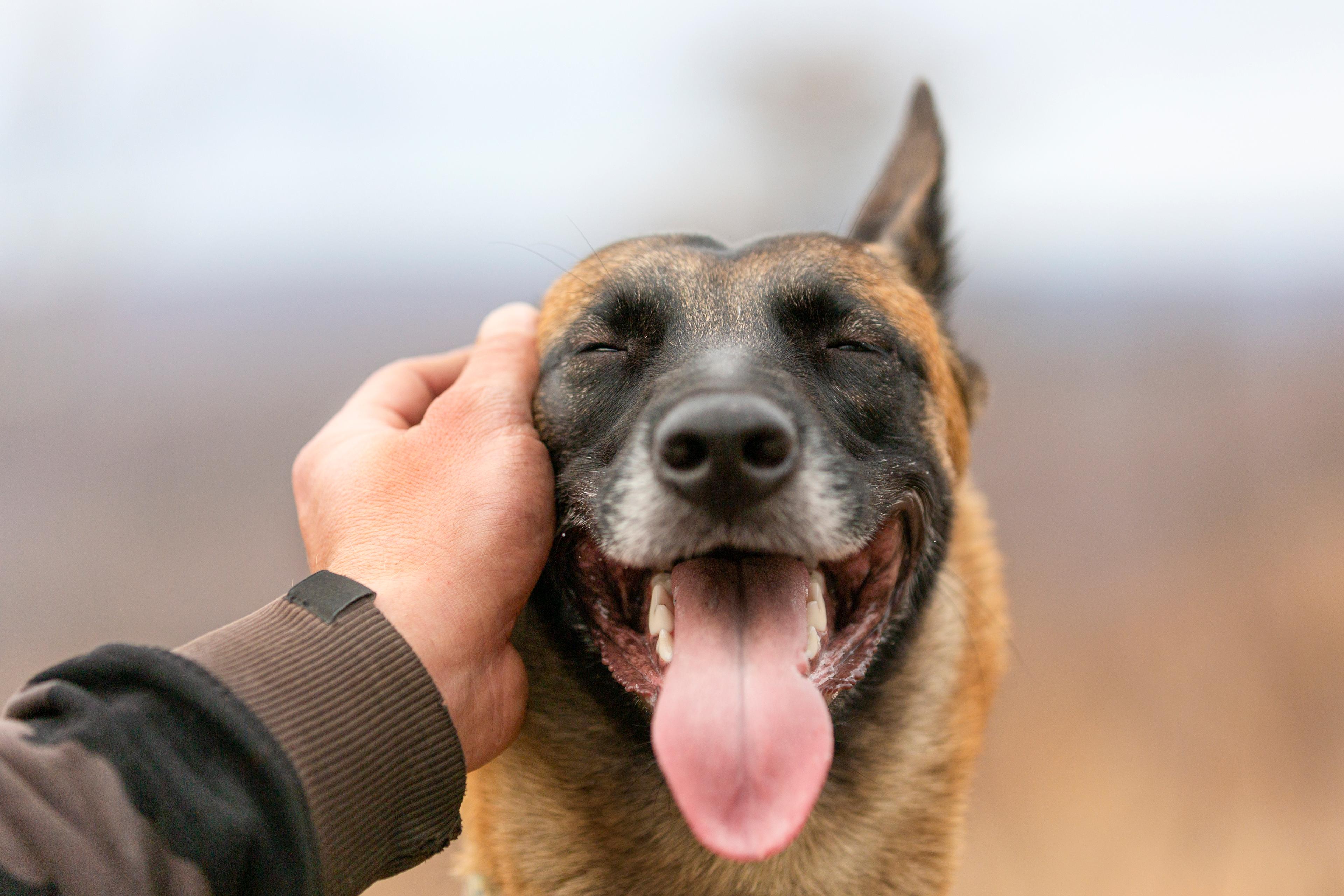 Belgian Malinois being pet 