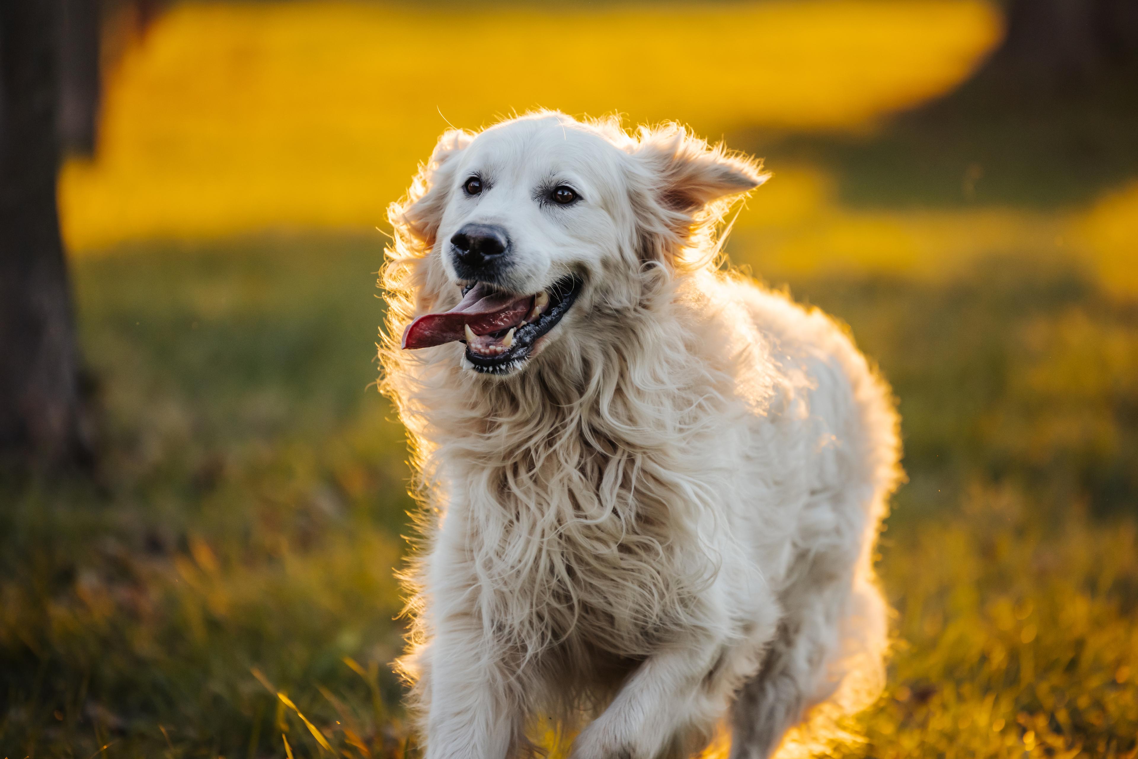 Photo of a golden retriever running with a stick