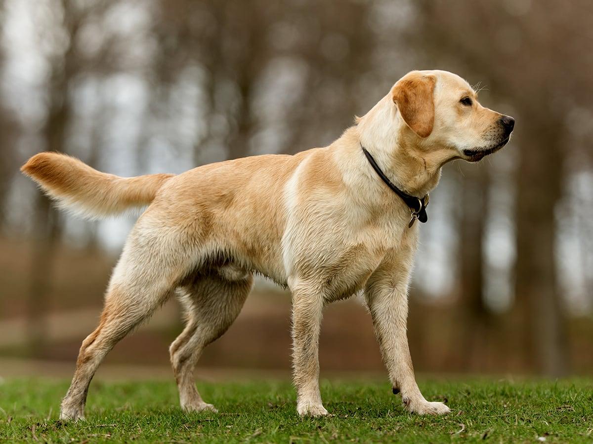 A muddy Labrador Retriever stands alert on a grassy field.
