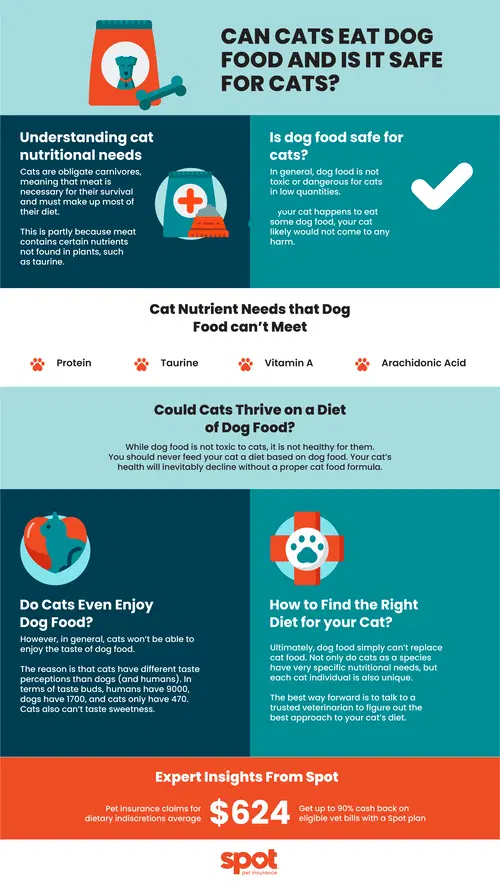 graphic detailing whether or not cats can eat dog food
