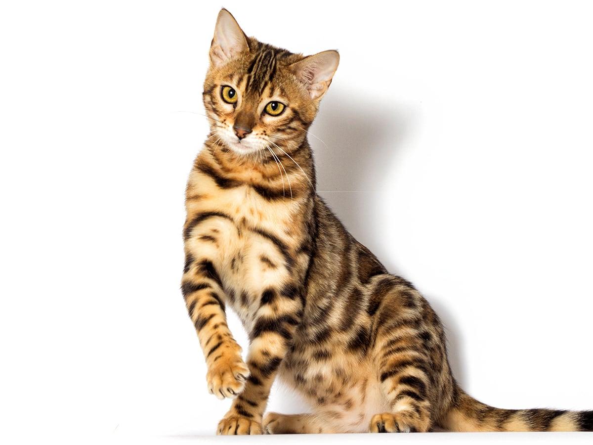 A Bengal cat with a spotted coat stands on three legs with one paw raised against a white background.