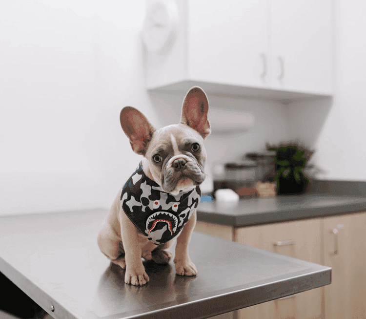 A small dog with large ears sits on a metal table in a veterinary clinic.