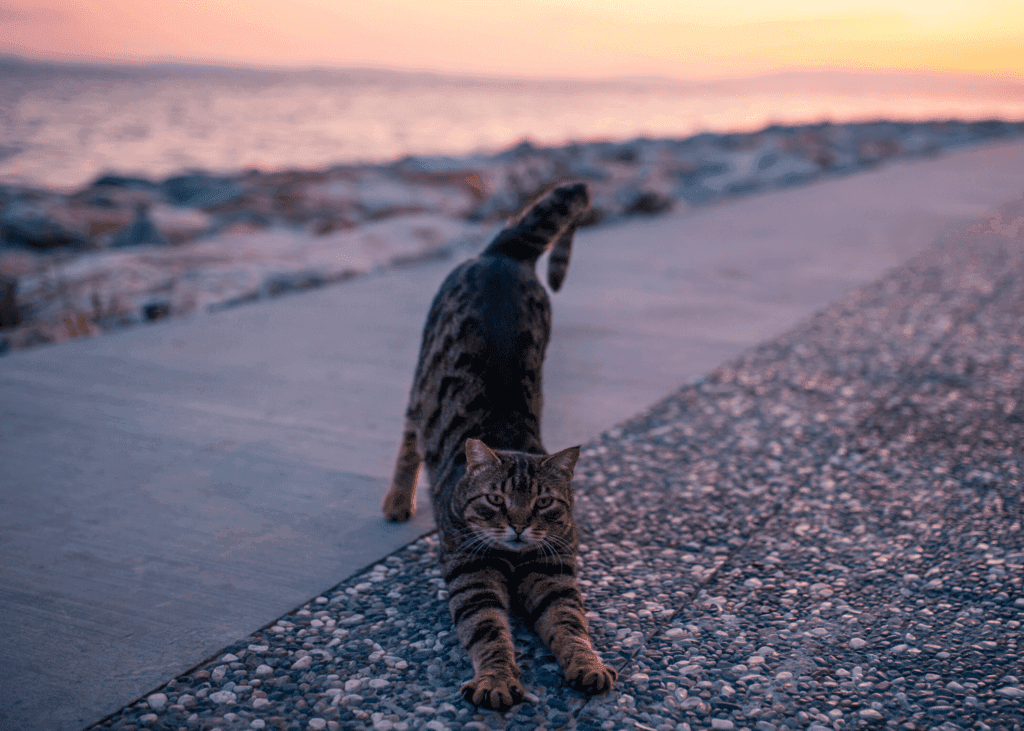 A tabby cat stretches on a pebble path at sunset.