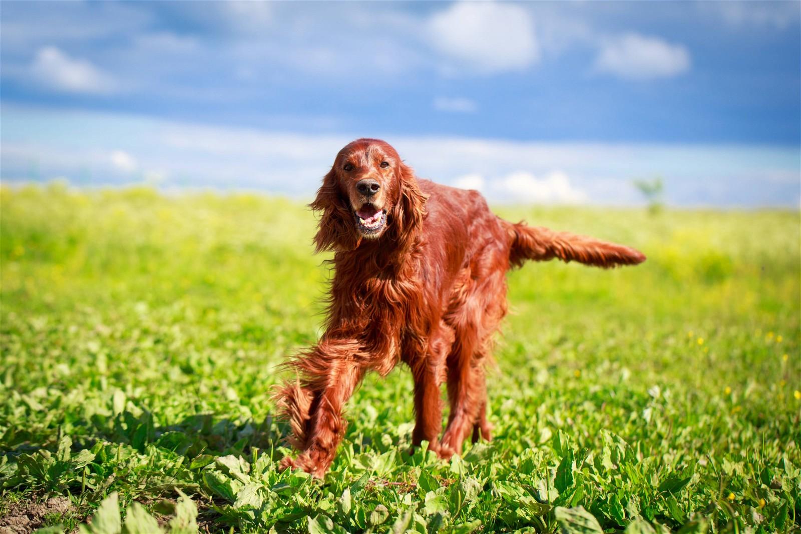 A reddish-brown dog runs through a green field.