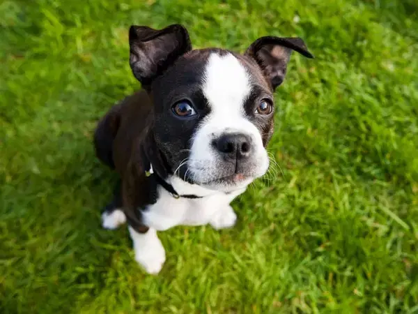 Boston Terriers