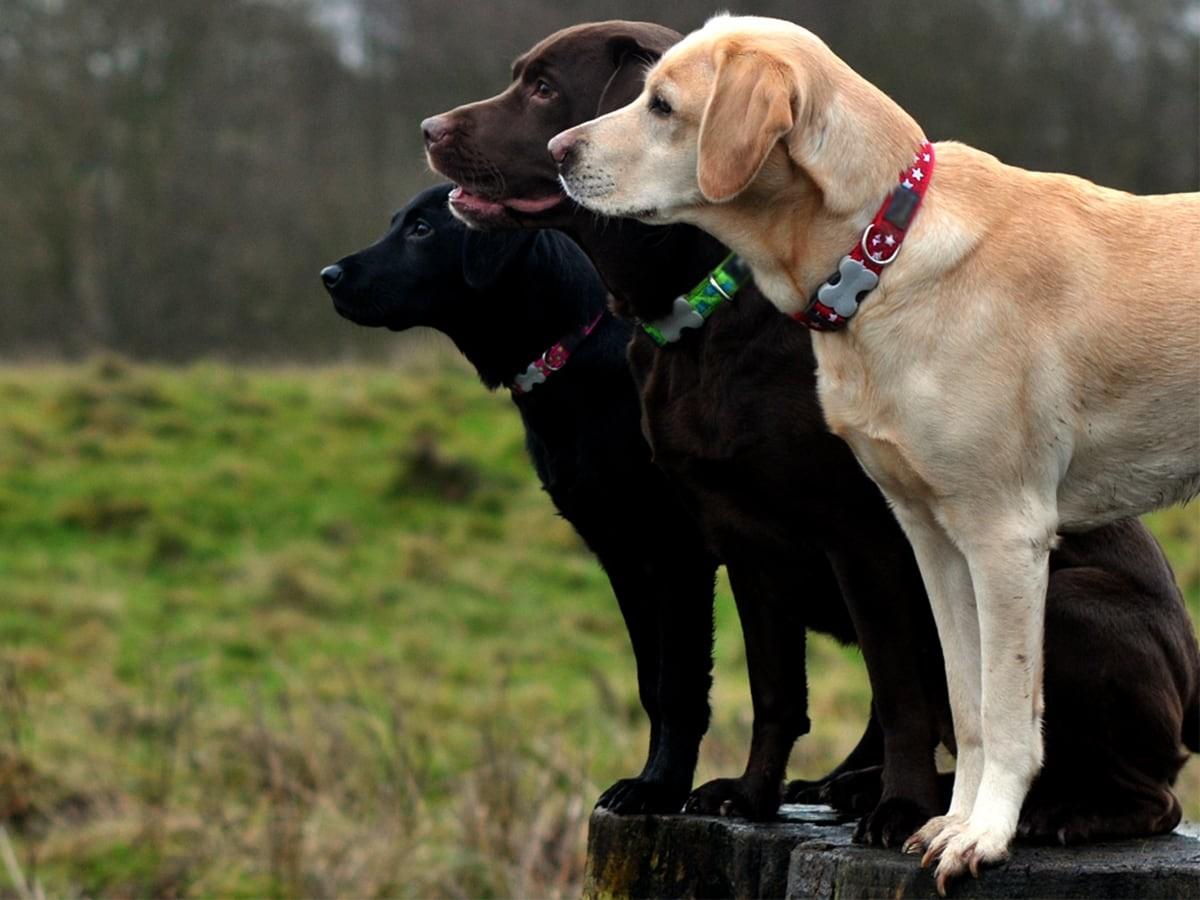 Labrador Retriever