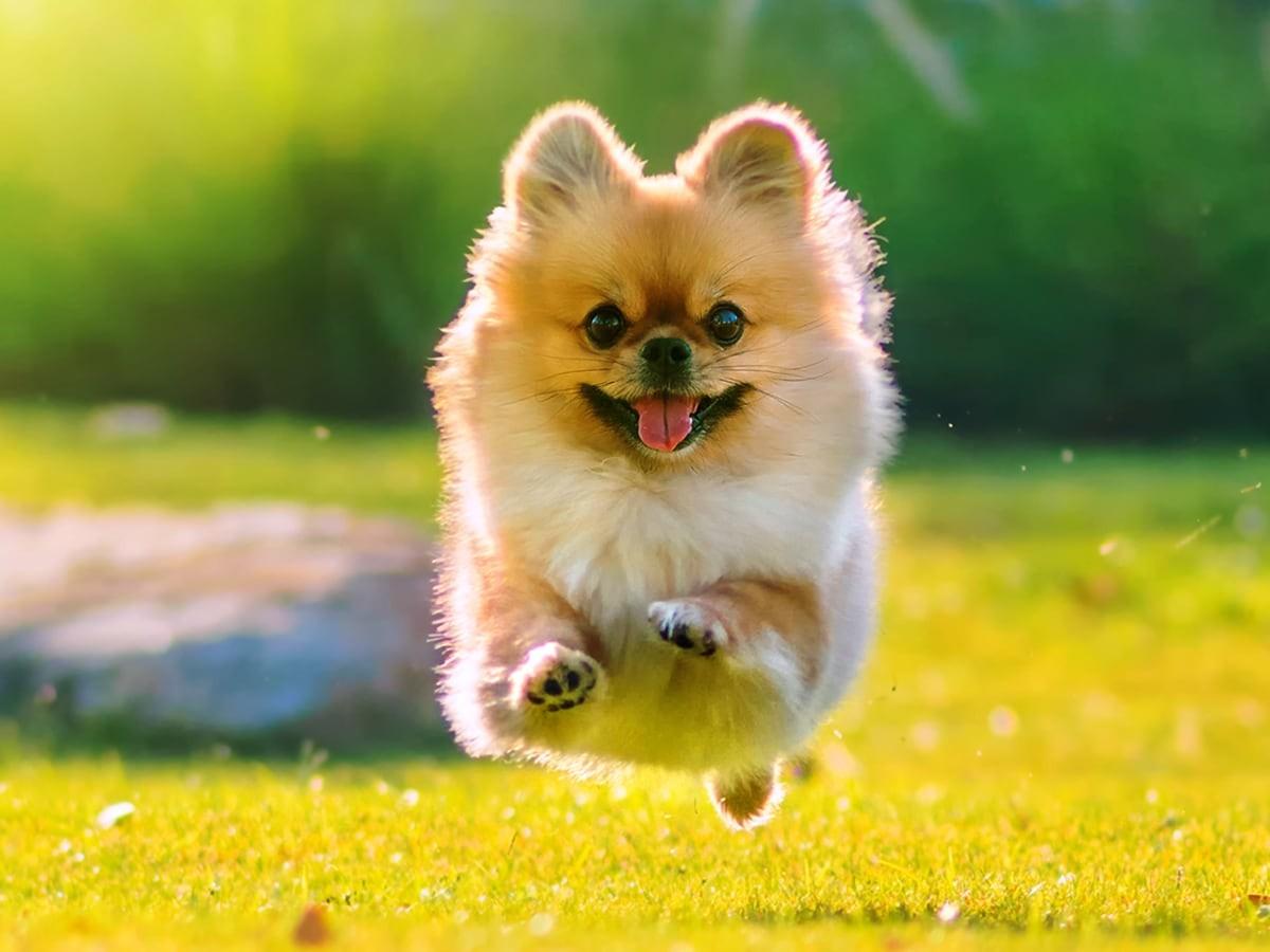 A small brown and white fluffy dog is mid-air running on green grass with its tongue out.