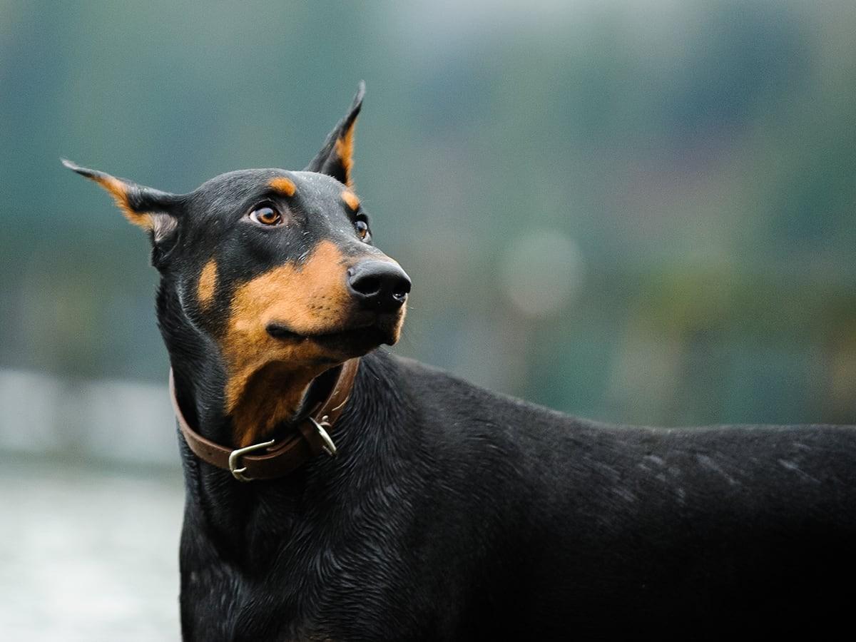 Doberman Pinschers