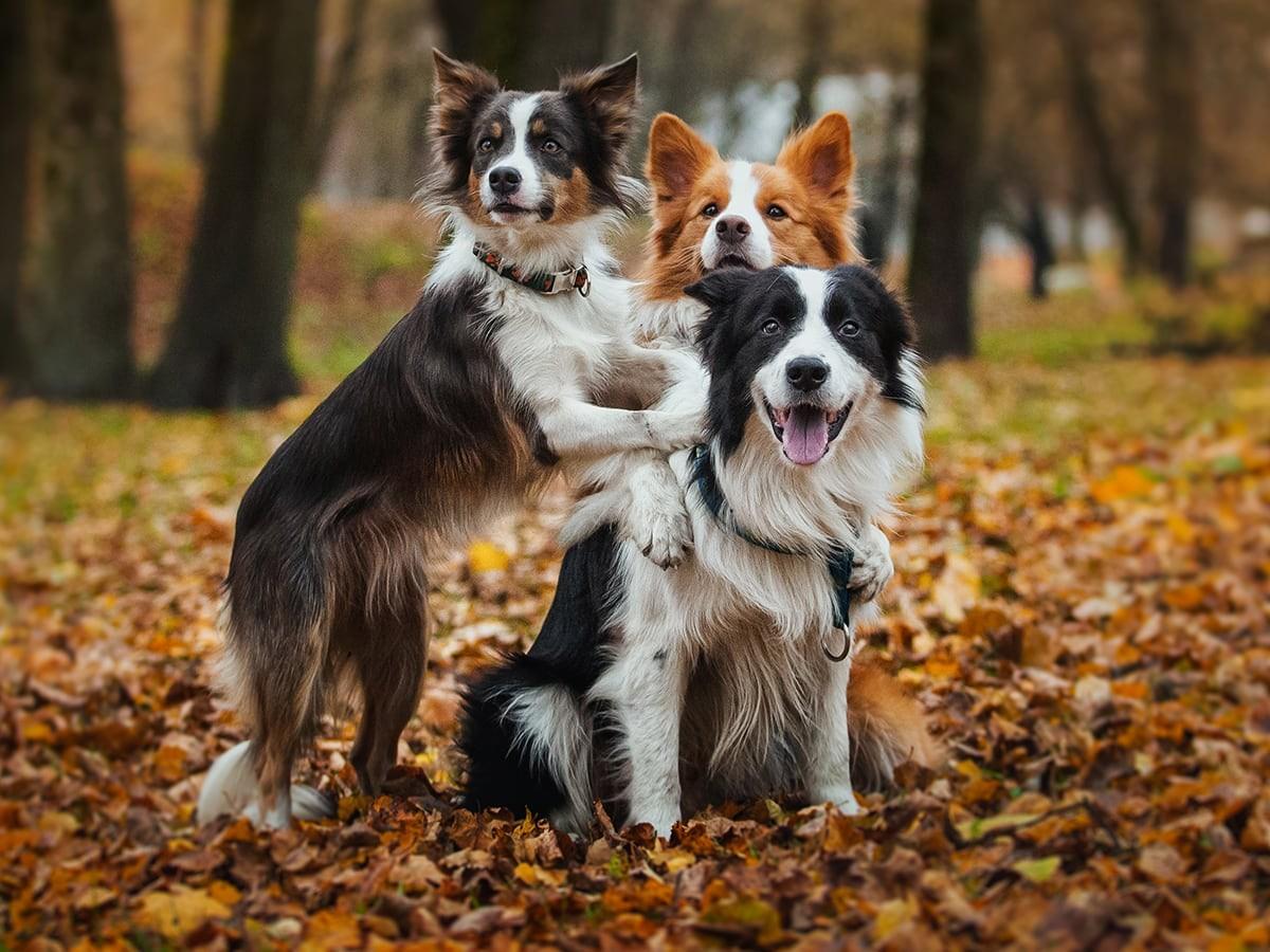 How Much Does a Border Collie Cost?
