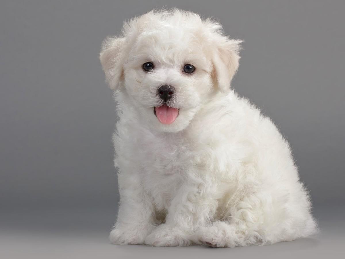 How Much Does a Bichon Frise Cost?