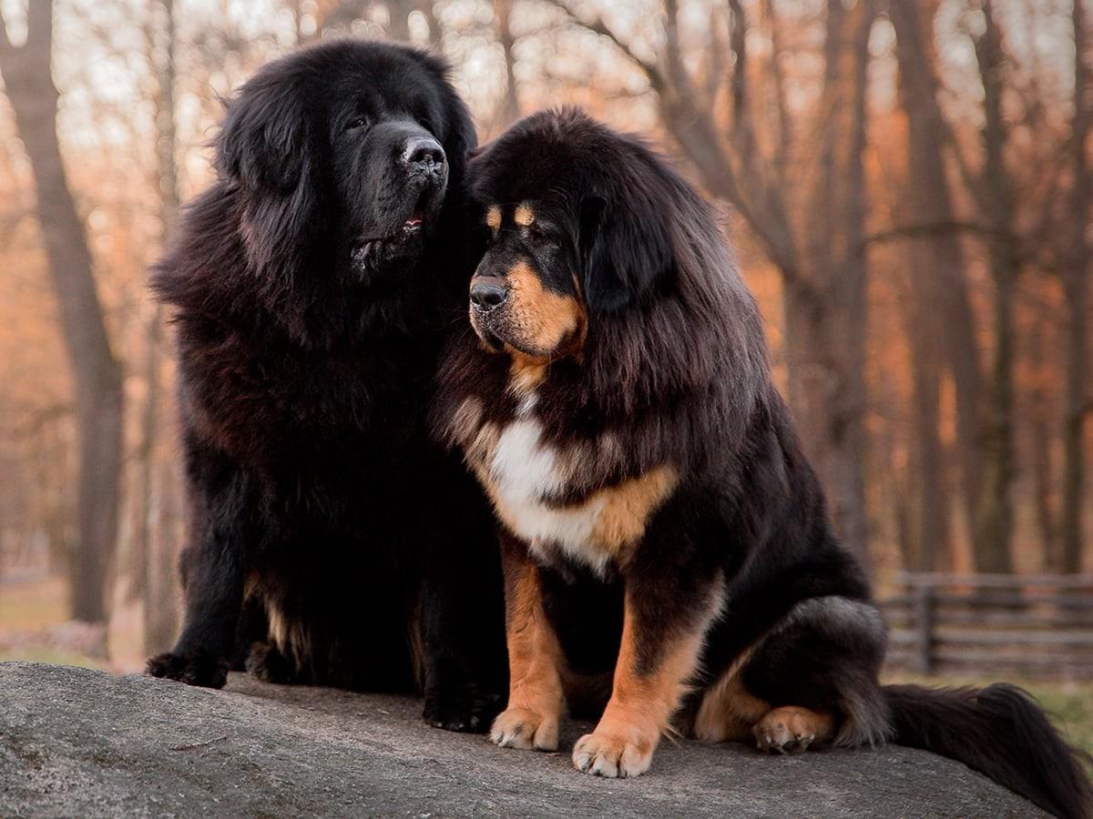 How Much Does a Tibetan Mastiff Cost?