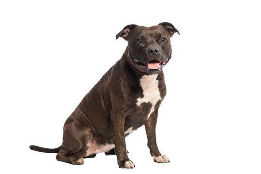 A Staffordshire Bull Terrier with its tongue out sits against a white background.