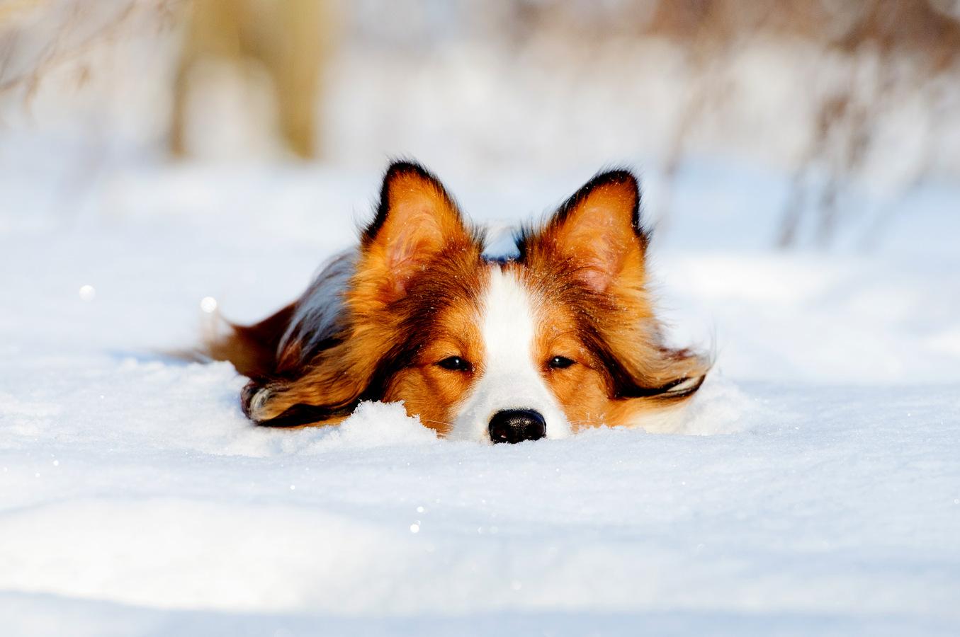 A brown and white dog is lying in the snow with its face partially submerged.
