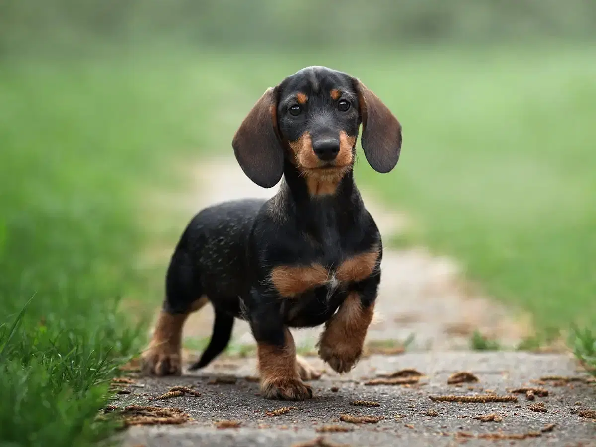 A black and brown dachshund puppy stands outdoors with one paw raised.