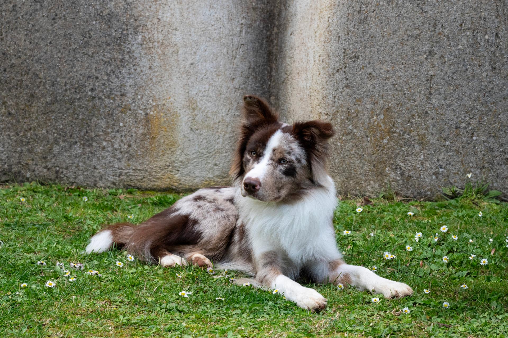 Border Aussie Breed Information and Personality | Spot Pet Insurance Canada