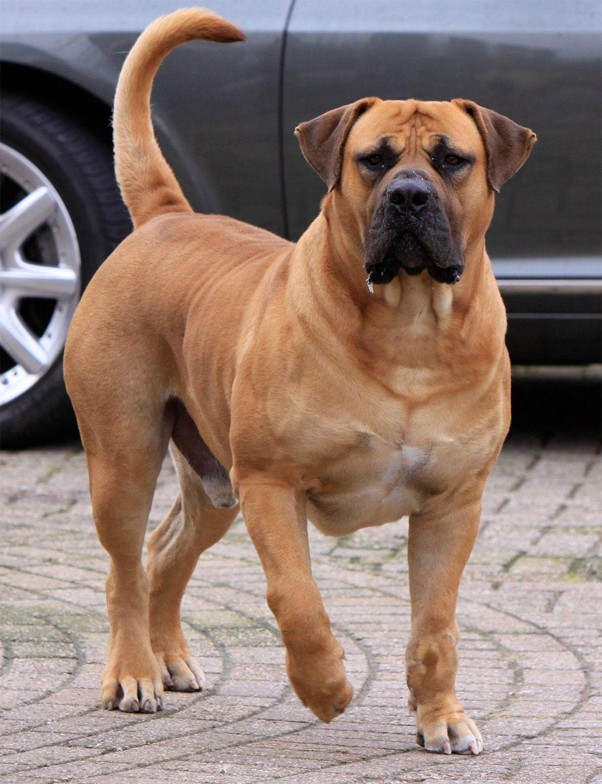A large muscular dog with a black muzzle stands on a stone pavement.