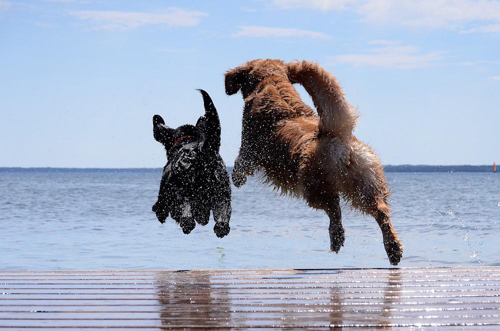 Two dogs, one black and one tan, jump off a dock into water.
