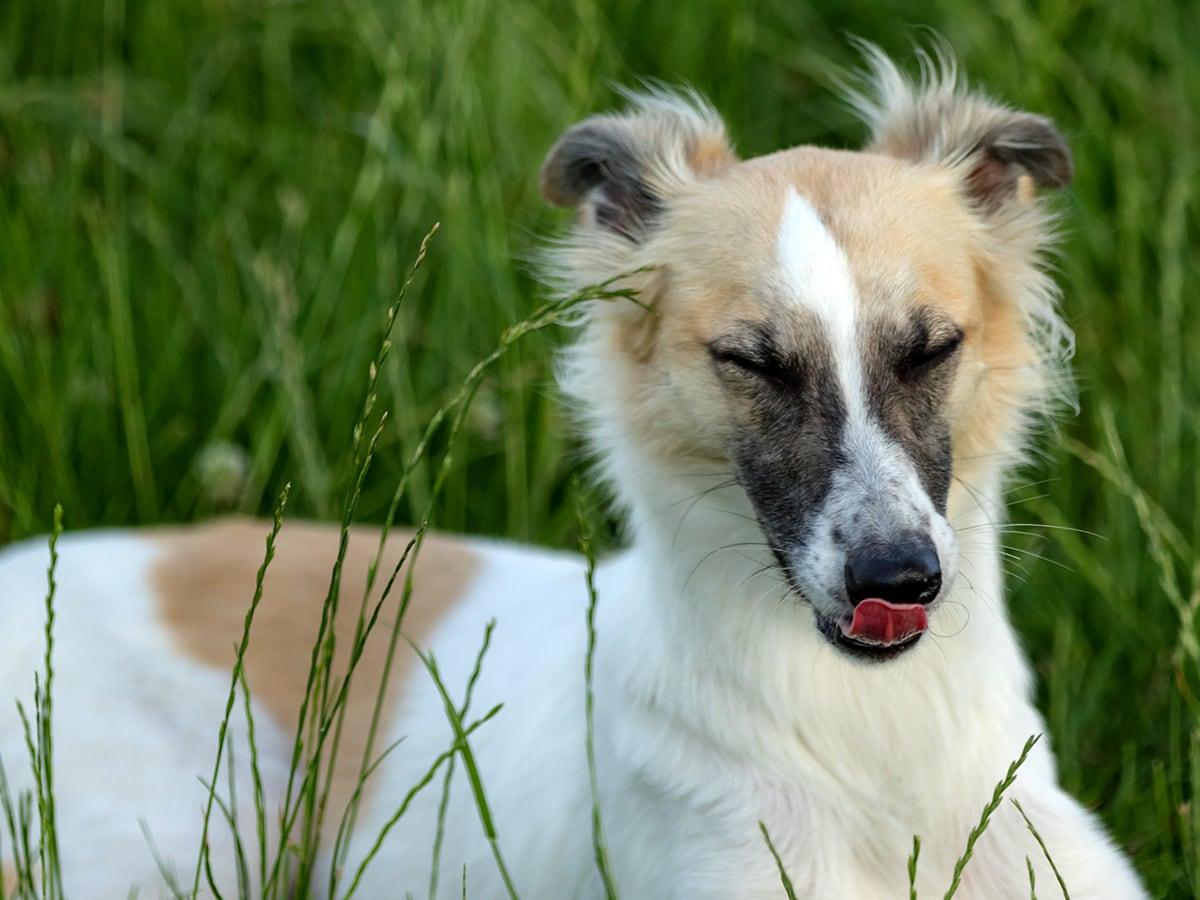 Silken Windhound