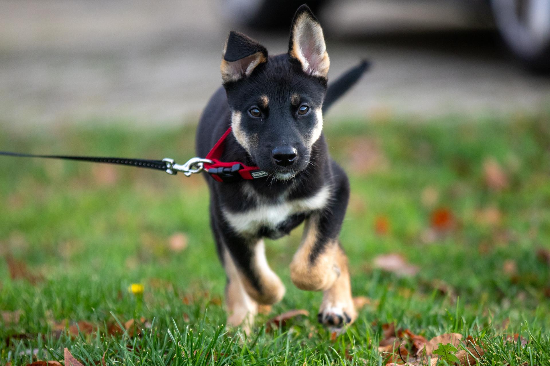 Shepsky Breed Information and Common Traits | Spot Pet Insurance Canada