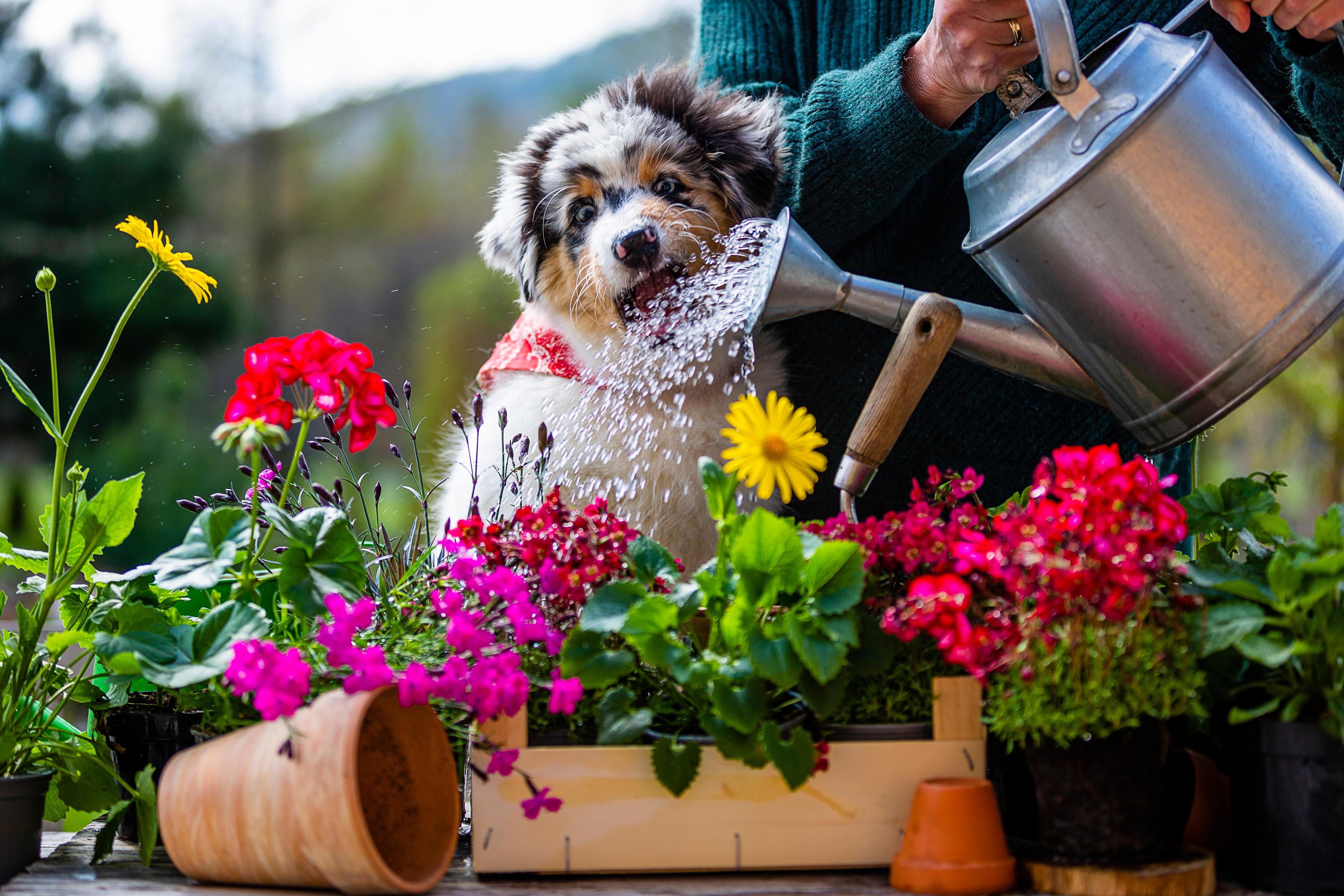 A person waters plants with a metal watering can as a puppy chews on the spout among colorful flowers.