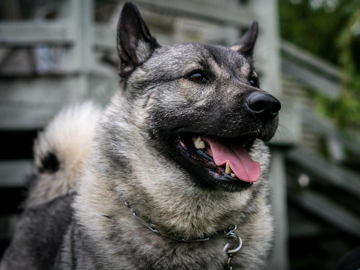 Norwegian Elkhound