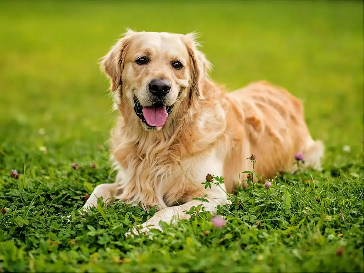 A happy golden retriever lies on green grass.