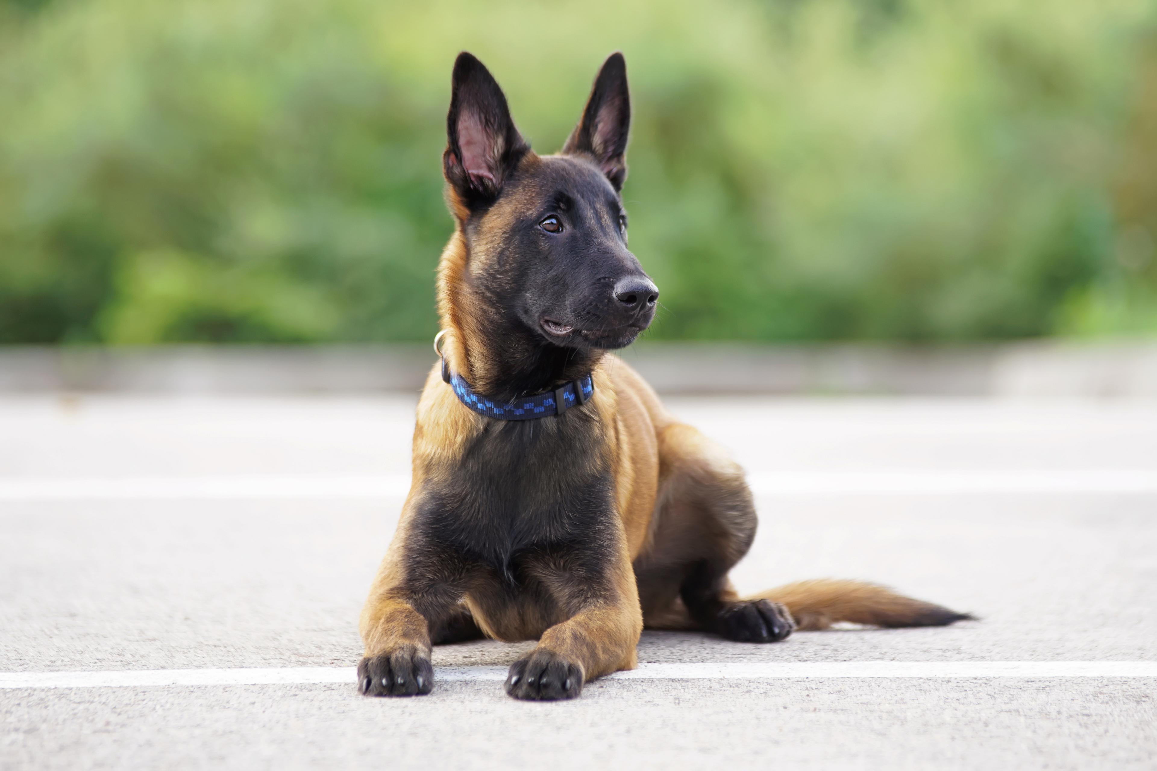 Belgian Malinois sitting on the pavement