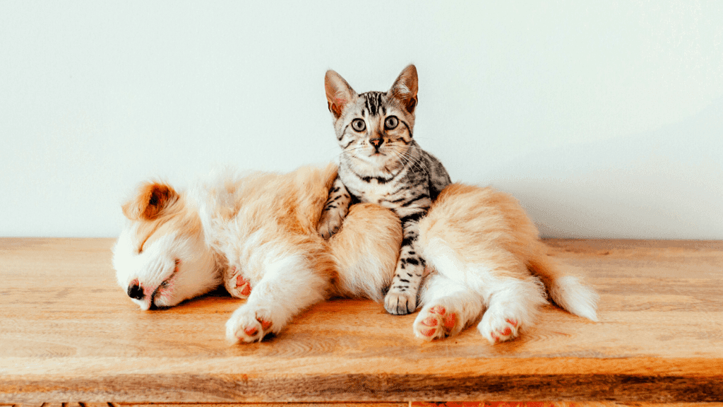 A sleeping puppy has a kitten on its back.