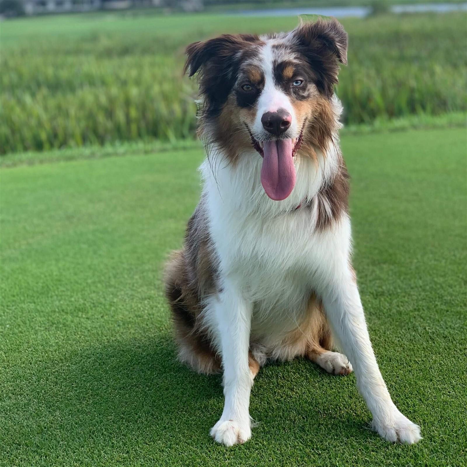 A dog with its tongue out sits on lush green grass.