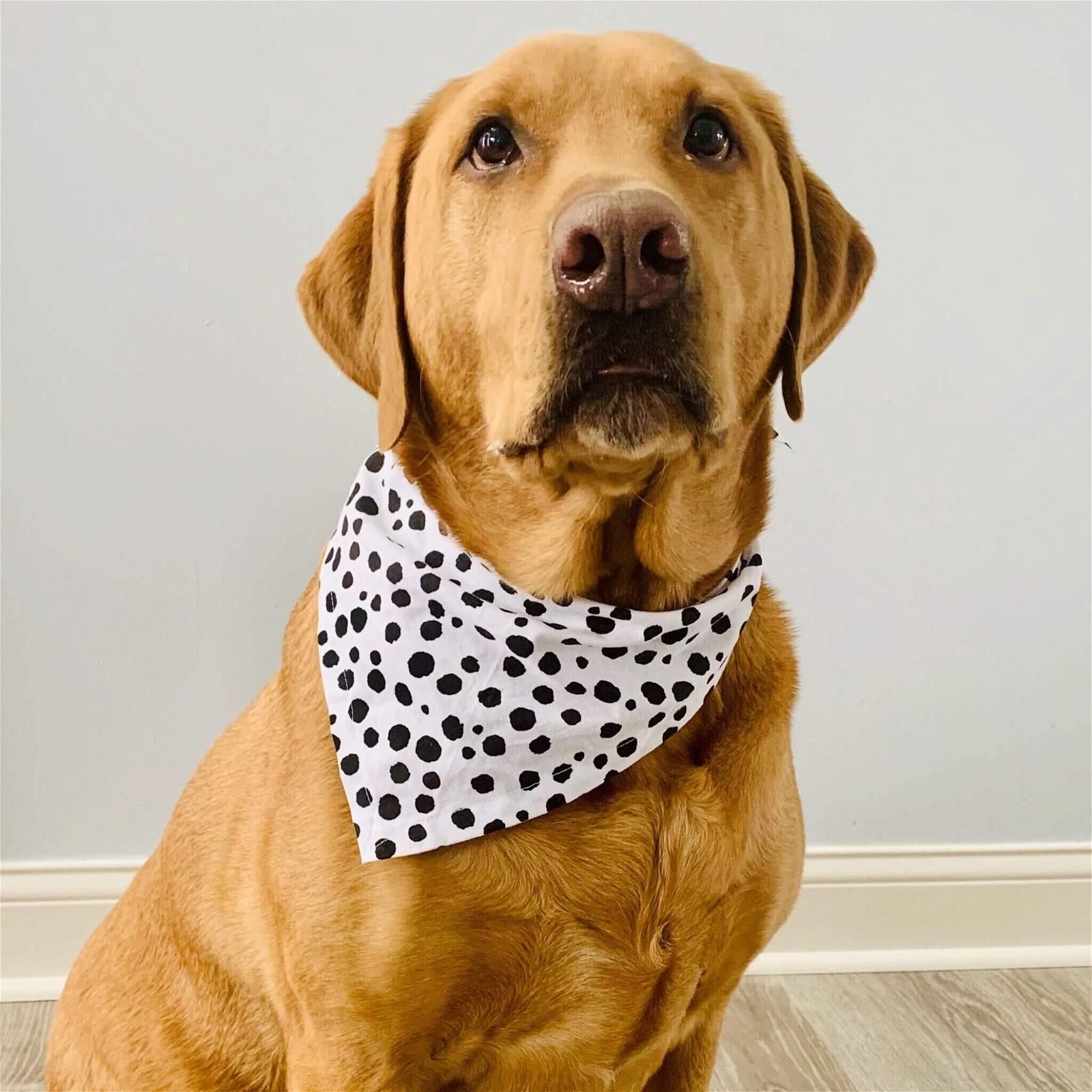 A golden retriever wearing a white bandana with black polka dots sits indoors.