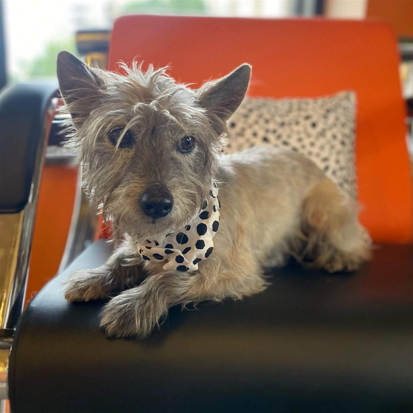 A small scruffy dog with pointy ears lounges on a black chair.