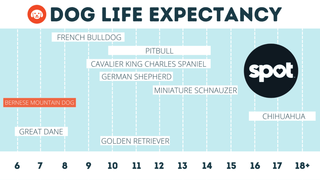 A chart titled "Dog Life Expectancy" shows various breeds and their average lifespans from Great Dane (6-8 years) to Chihuahua (18+ years).