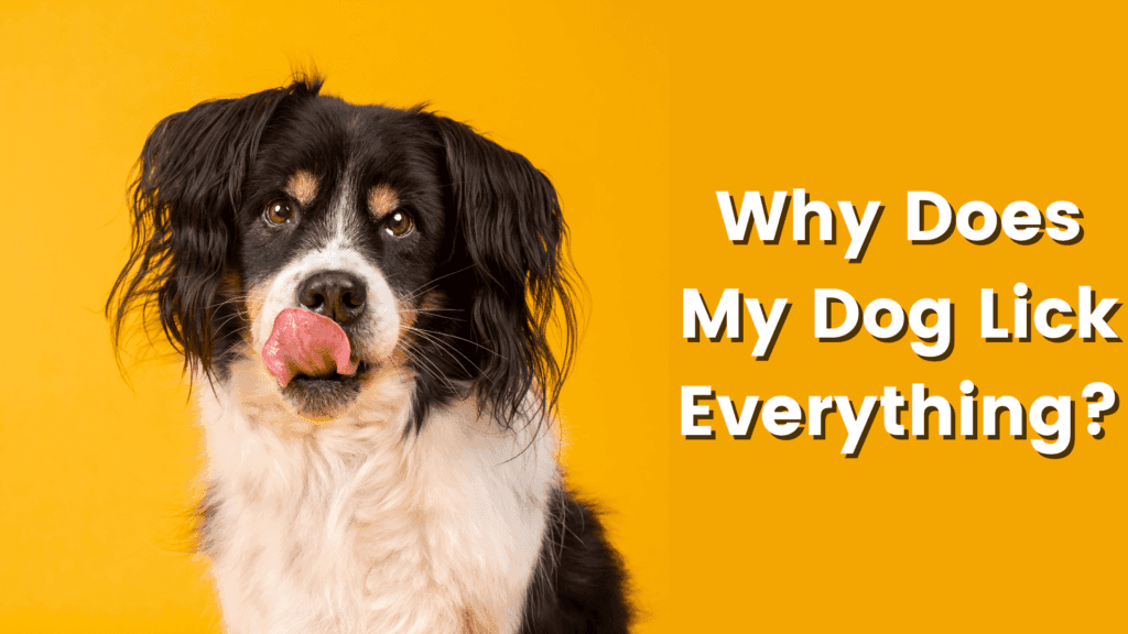 A black and white dog with its tongue out stands against a yellow background.