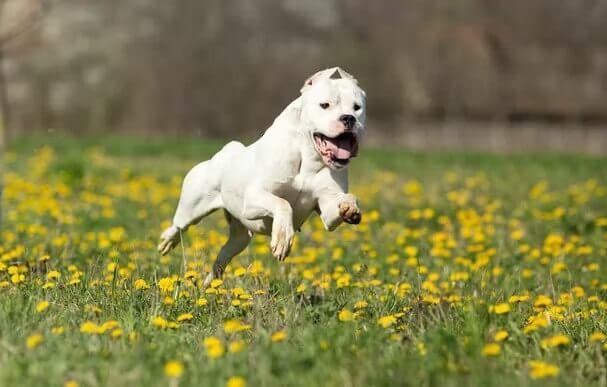 Dogo Argentino