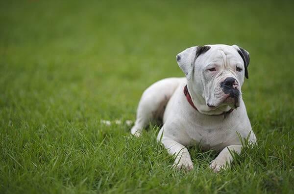 American Pitbull Terriers Dog