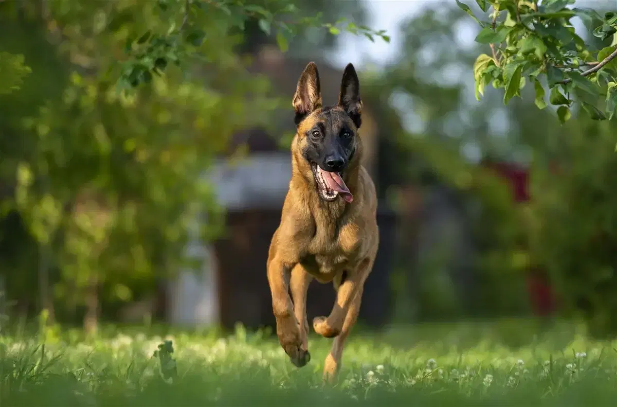 Belgian Malinois