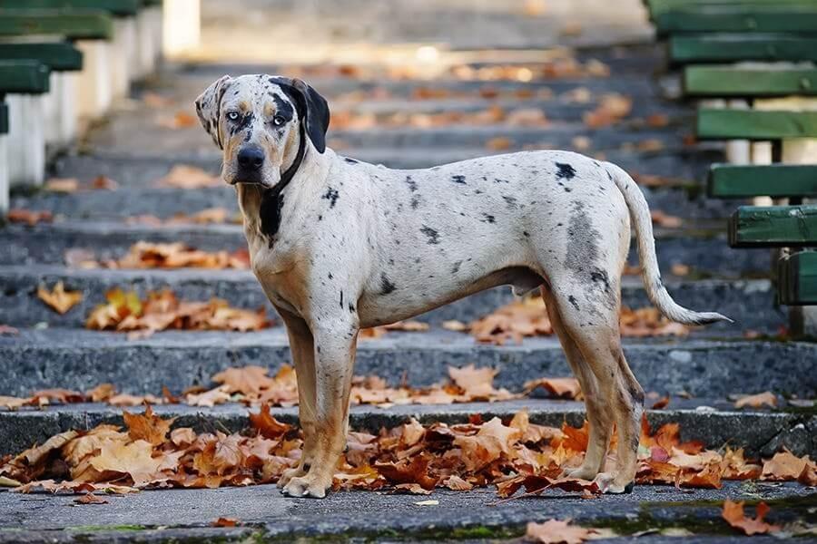 Catahoula Leopard Dog