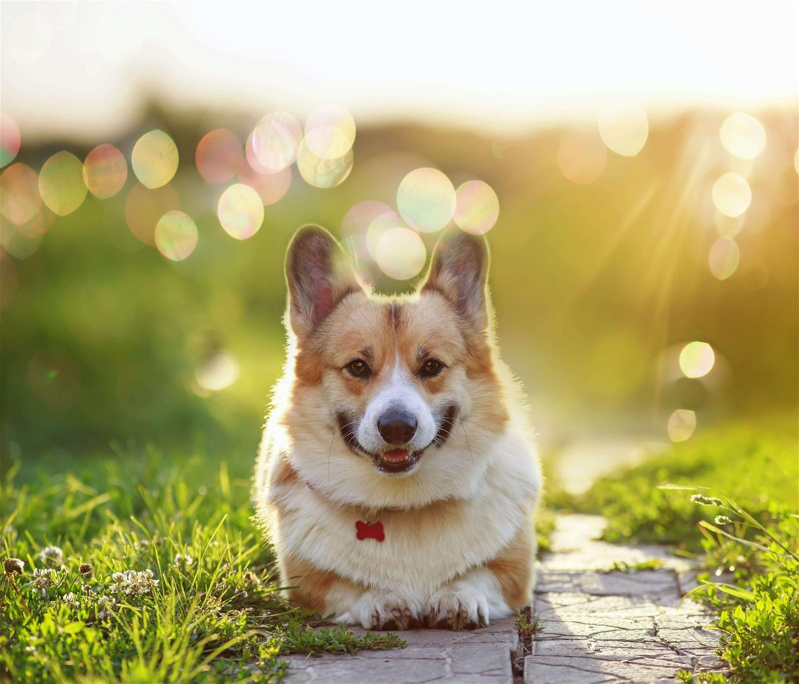 Corgi